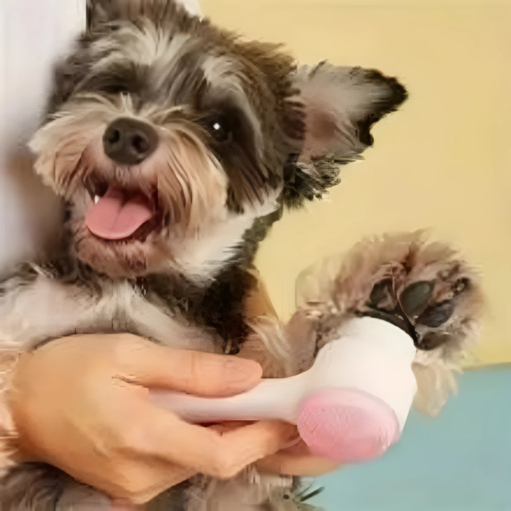 Blue nylon bristle pet paw brush with a plastic handle for grooming dogs and cats