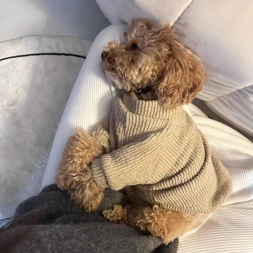Brown cloth sweater for small dog on hanger with size tags XS S M L XL