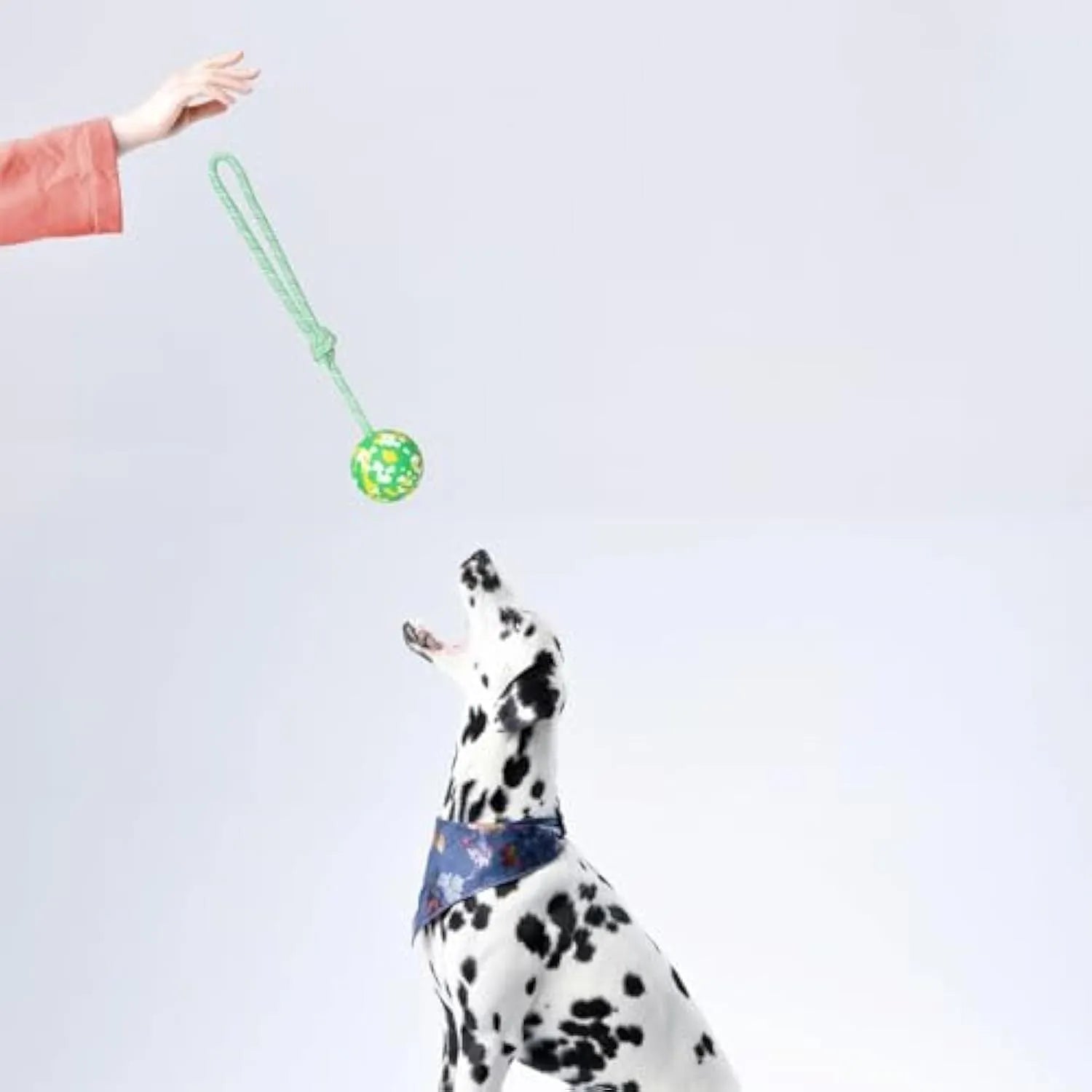 Natural rubber and bamboo fibre dog ball attached to a nylon rope for interactive play