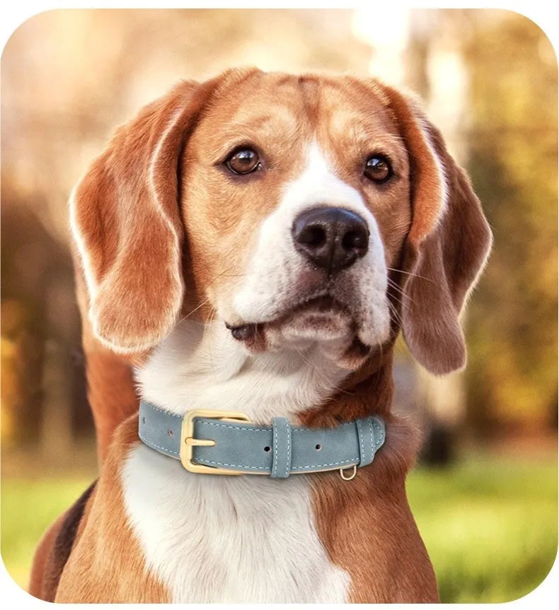 Double-layer leather dog collar with mohair lining and attached traction rope in blue colour