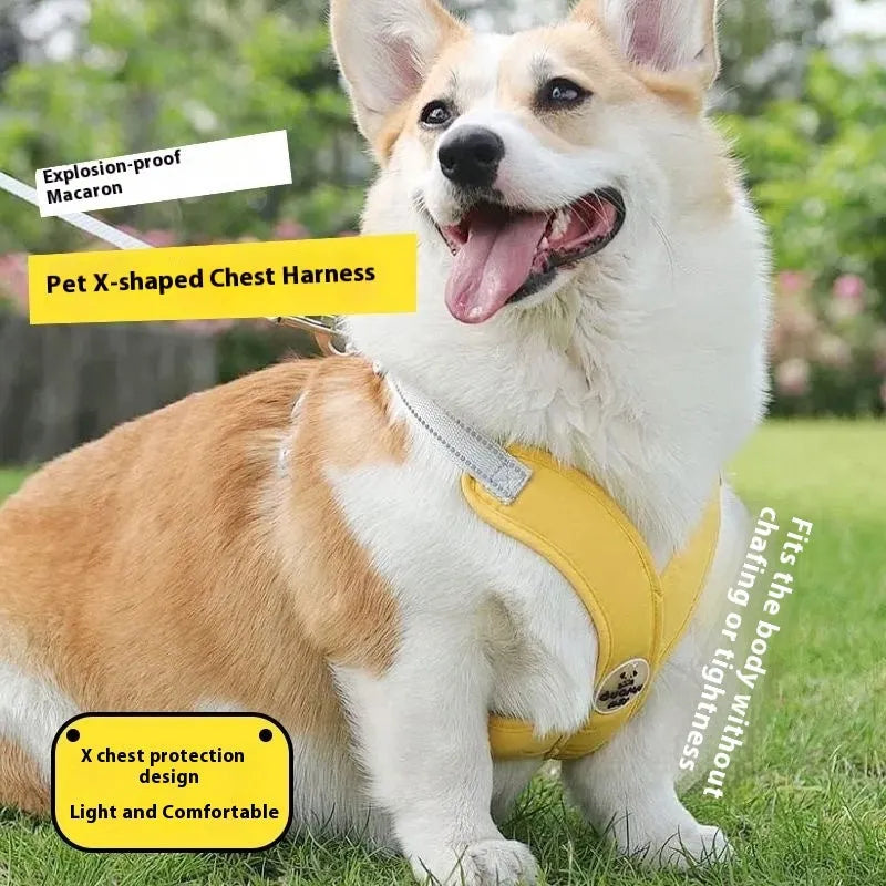 Blue polyester dog walking vest and leash set shown on a small dog