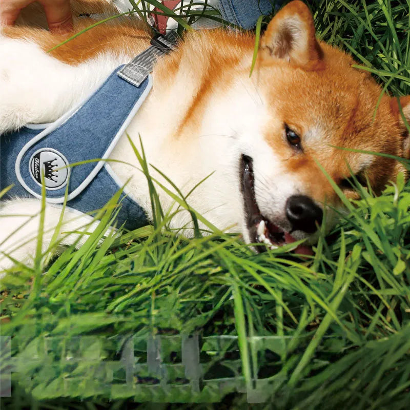 Green adjustable mesh dog harness with reflective strips and a metal leash ring, shown on a dog.