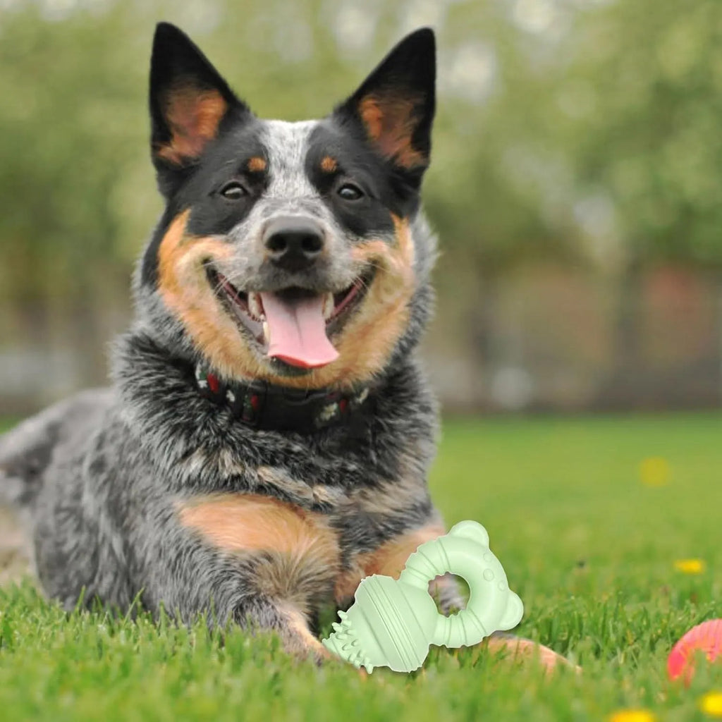 Blue rubber molar dog chew toy with textured surface and bell inside.