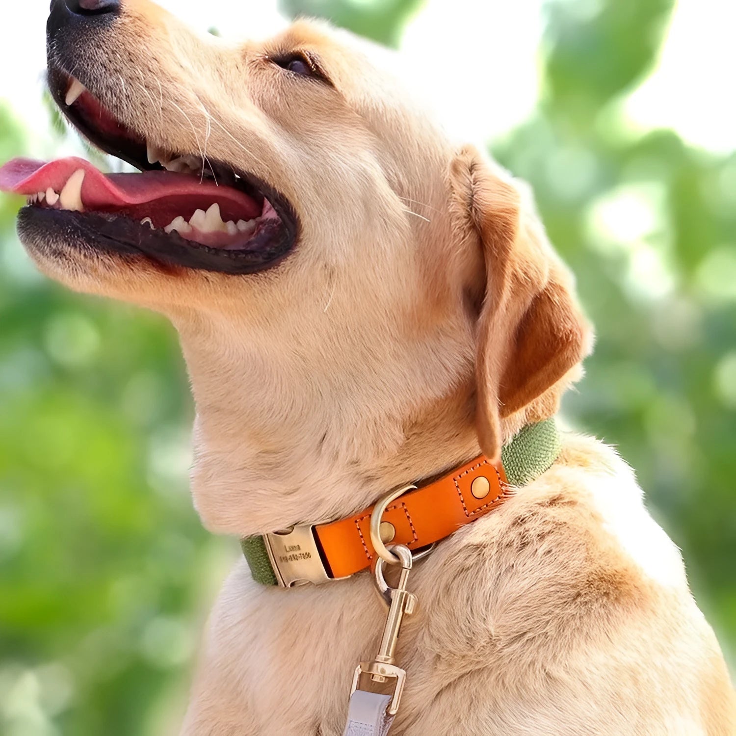 Small dog mohair neck collar and matching traction rope in one of six available colours with lettering detail