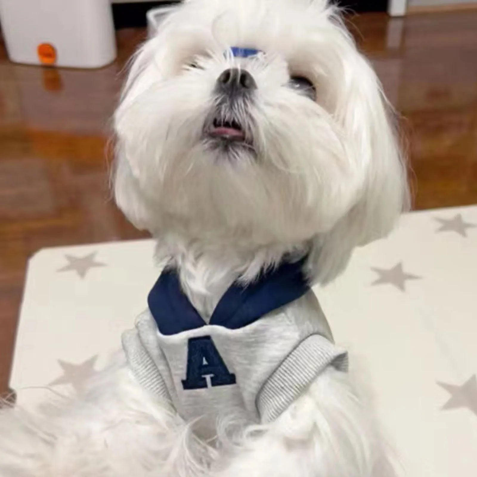 Blue and grey white slim-fitting pet sweater with reflective letters for dogs and cats