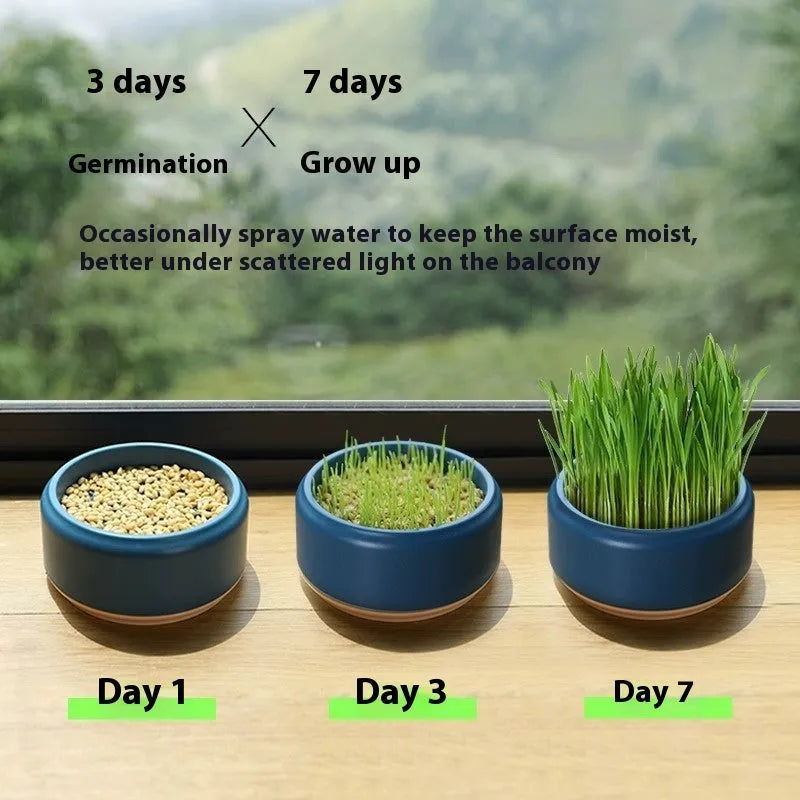 Hydroponic cat grass kit with plastic cup and five seed packets on a table