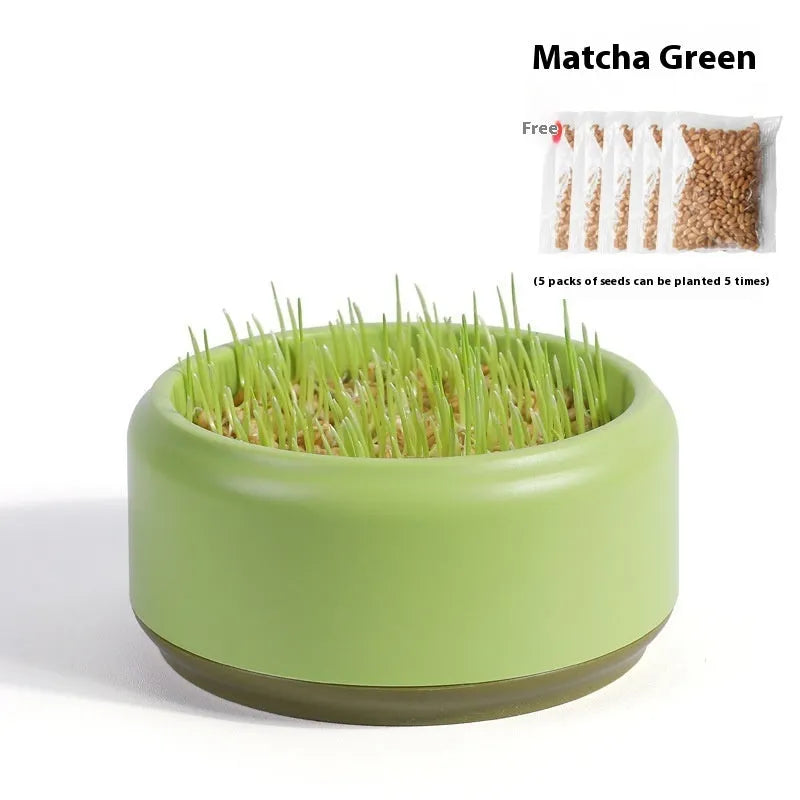 Hydroponic cat grass kit with plastic cup and five seed packets on a table