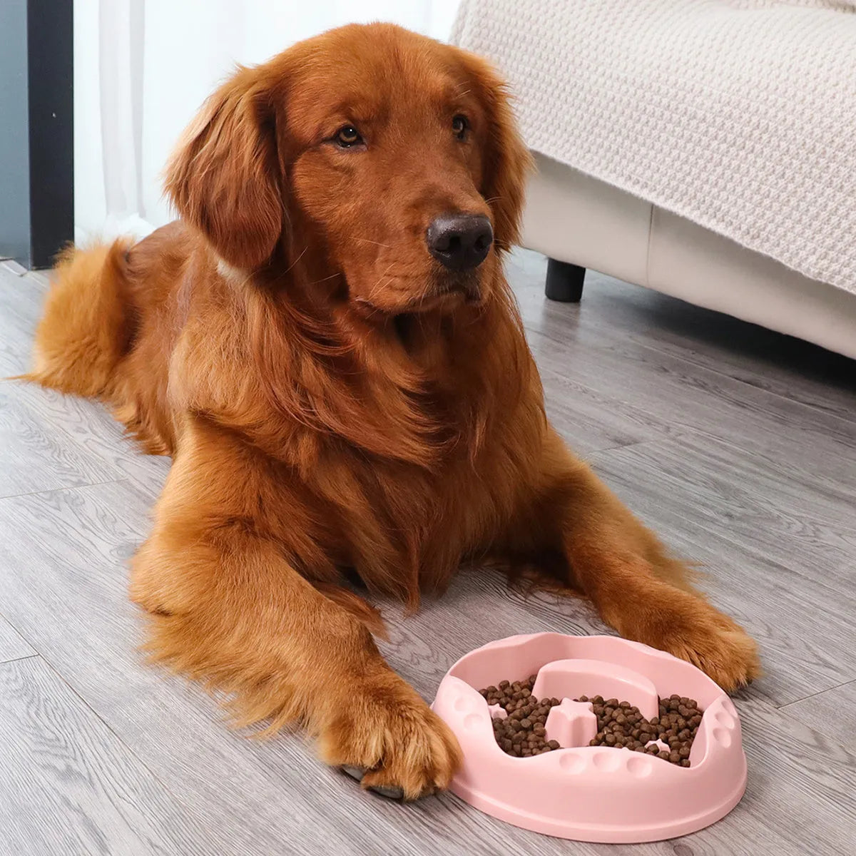 Moon star wings design dog slow food bowl in blue, grey, green, pink or yellow colours